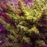 семена конопли с доставкой Auto Sleepy Yoda feminised Philosopher Seeds