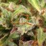 семена индийской конопли Auto Sleepy Yoda feminised Philosopher Seeds