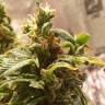 мощные семена конопли Auto Sleepy Yoda feminised Philosopher Seeds