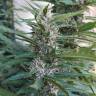 семена конопли Россия Red Mandarine F1 Fast Version feminised Sweet Seeds
