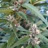 заказ семян конопли Спб Red Mandarine F1 Fast Version feminised Sweet Seeds