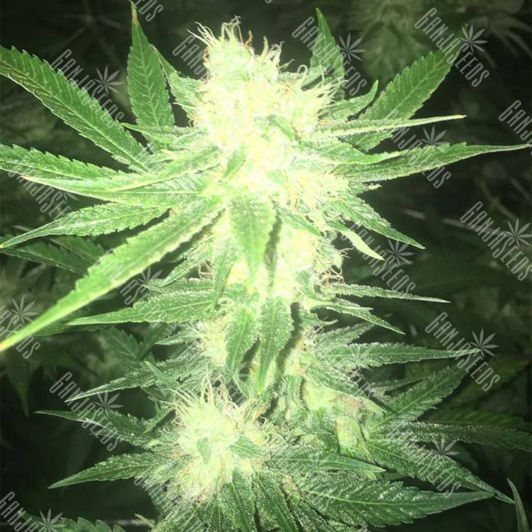 купить семена каннабиса от лучшего сидбанка Sage n Sour feminised Ganja Seeds