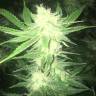купить семена каннабиса от лучшего сидбанка Sage n Sour feminised Ganja Seeds