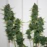 семена конопли интернет магазин White Widow feminised