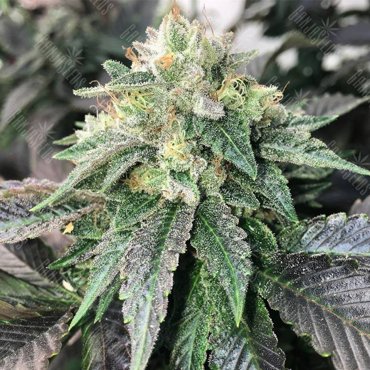 семена конопли в интернете Spaceman Skunk feminised