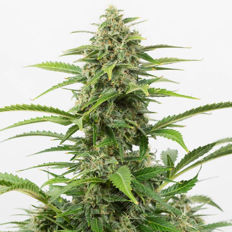 семена конопли дешево Auto Emba feminised Bang Seeds