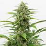 семена конопли дешево Auto Emba feminised Bang Seeds