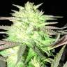 семена конопли аутдор Auto Ultraviolet regular