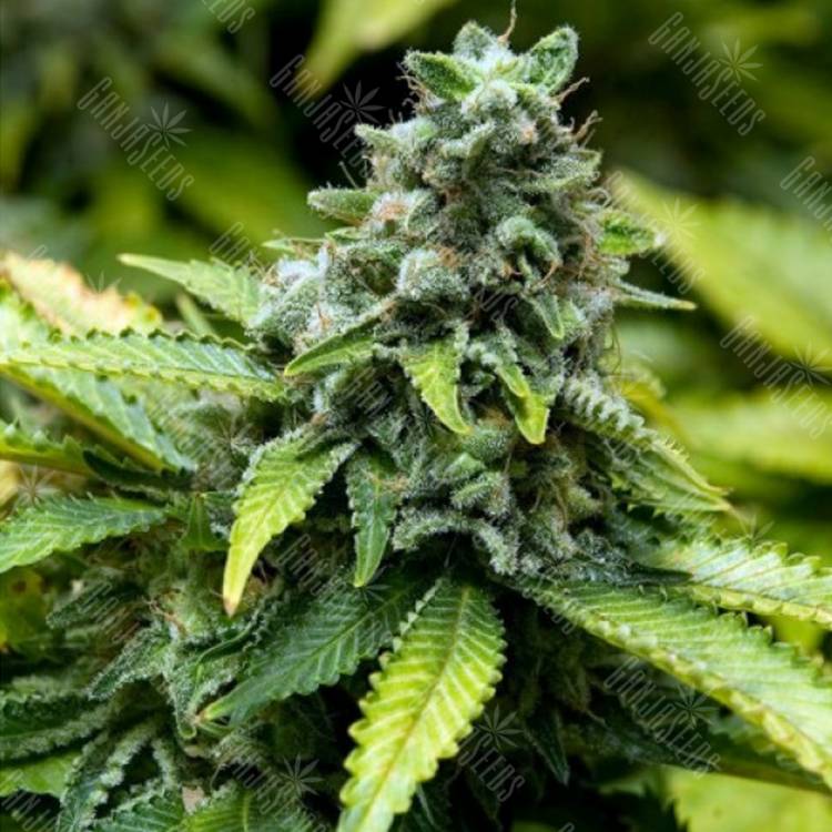 заказ семян конопли Спб Early Widow feminised Advanced Seeds заказ семян конопли Спб Early Widow feminised Advanced Seeds