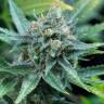 семена конопли гидропоники Amnesia Kush feminised Dinafem Seeds
