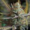 семена конопли марихуаны Amnesia Kush feminised Dinafem Seeds