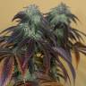 семена конопли интернет магазин OG Kush regular Humboldt Seeds