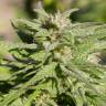 семена конопли марихуаны Biddy Early feminised Serious Seeds семена конопли марихуаны Biddy Early feminised Serious Seeds