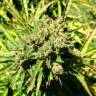 семена конопли в интернете Auto Somango feminised Ganja Live Seeds