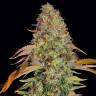 Auto Zkittlez OG feminised Ganja Seeds