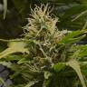 где заказать семена конопли White Lemon feminised Strain Hunters Seeds