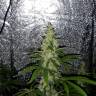 семена конопли почтой Mazar x Euforia (Magicon) regular Ganja Seeds