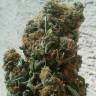 семена конопли в интернете Auto AK feminised Female Seeds