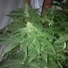 семена конопли для курения Medusa feminised Nirvana Seeds