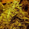 семена конопли для посадки купить Medusa feminised Nirvana Seeds