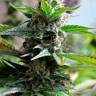 семена конопли f1 в оригинальной упаковке Auto Super Skunk feminised Ganja Live Seeds