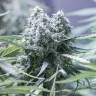 Critical CBG feminised Ganja Seeds