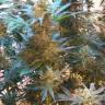 Ultra Skunk feminised Dutch Passion Seeds