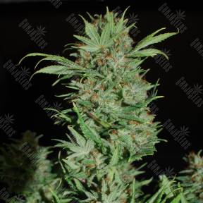 Auto Wembley regular Ganja Seeds