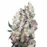 семена конопли скороспелый купить Auto Belaya Gvardiya feminised Dutch Passion Seeds