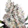 семена конопли гидропоники Auto Belaya Gvardiya feminised Dutch Passion Seeds