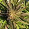 заказ семян конопли Москва Sour Blueberry regular Humboldt Seeds