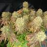 заказ семян конопли Спб Sour Blueberry regular Humboldt Seeds