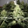 семена конопли интернет магазин Chronic feminised Serious Seeds
