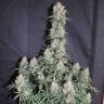 Недорогие семена конопли Auto Blueberry feminised GanjaLiveSeeds