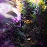 хорошие семена конопли Auto Himalaya Blue Diesel feminised
