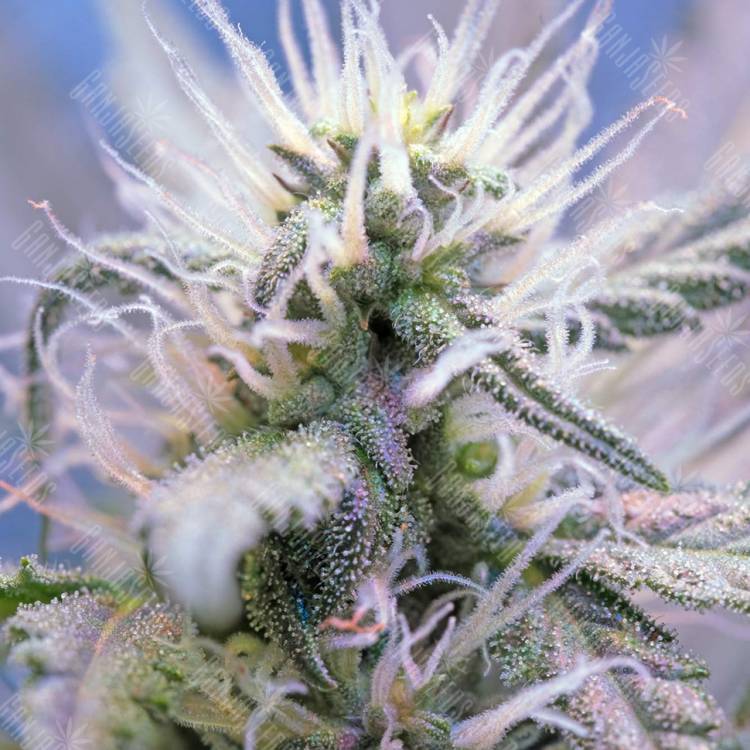 семена конопли автоцвет Auto Himalaya Blue Diesel feminised