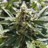 White Widow feminised Dutch Passion Seeds
