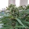 White Widow feminised Dutch Passion Seeds