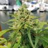 White Widow feminised Dutch Passion Seeds