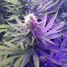 семена сортовой конопли New York Diesel regular Ganja Seeds