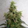 семена конопли f1 в оригинальной упаковке New York Diesel regular Ganja Seeds