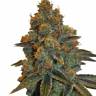 семена конопли интернет магазин New York Diesel regular Ganja Seeds