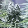 купить семена конопли Critical + 2.0 feminised Dinafem Seeds купить семена конопли Critical + 2.0 feminised Dinafem Seeds