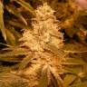 мощные семена конопли Auto Kush feminised Female Seeds