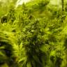 семена каннабиса в оригинальной упаковке производителя K-Train feminised Ganja Seeds