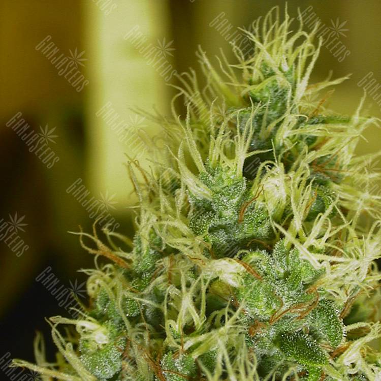 качественные семена конопли Double Dutch feminised Serious Seeds