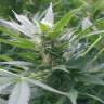семена конопли элитных сортов Mountain Kush feminised