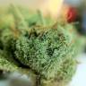 заказать на сайте семена конопли Auto Exodus Cheese CBD feminised Green House Seeds