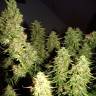 семена конопли автоцвет Auto Issyk feminised Bang Seeds