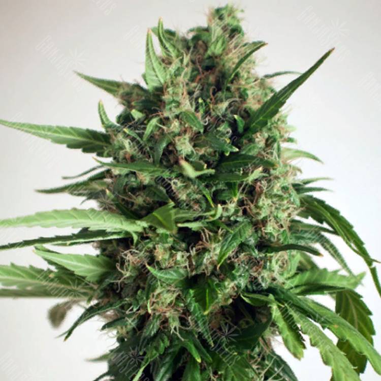 мощные семена конопли Auto Taiga #2 feminised Dutch Passion Seeds
